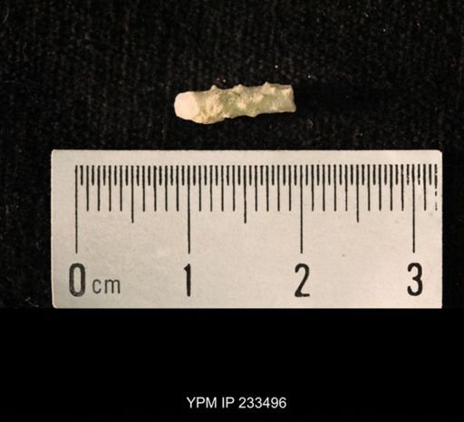 Archaeocidaris sp.