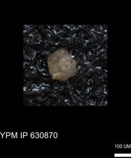 undet. Globigerinina