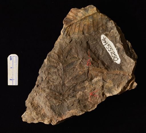 Filicopsida