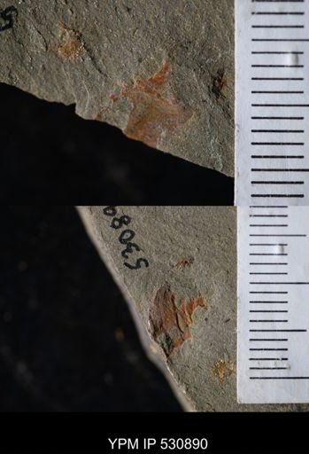 Xiphosurida?