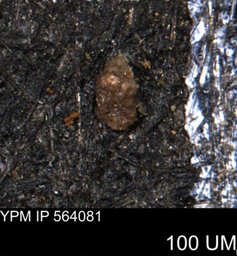Ammobaculoides whitneyi