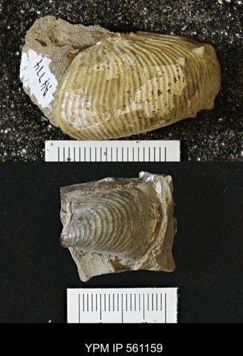 Inoceramus perplexus