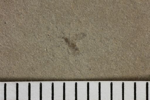 taxon undetermined