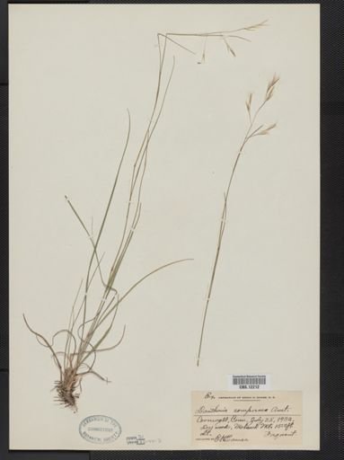 Danthonia compressa
