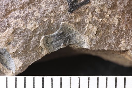 Holcoptera giebeli