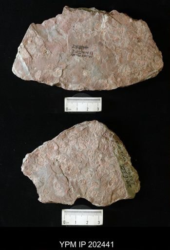 Euestheria buravasi