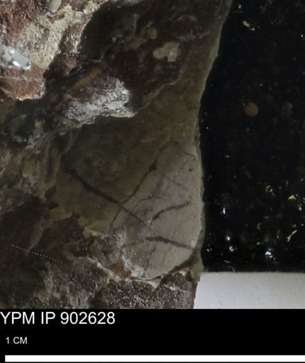 undet. Bivalvia