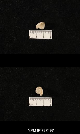 undet. Brachiopoda