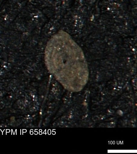 Miliammina cf. sproulei