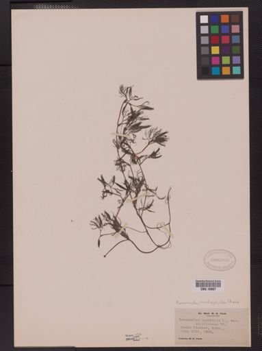 Ranunculus trichophyllus