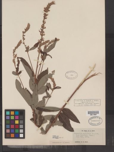 Desmodium canadense