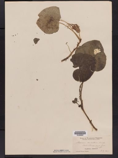 Asarum