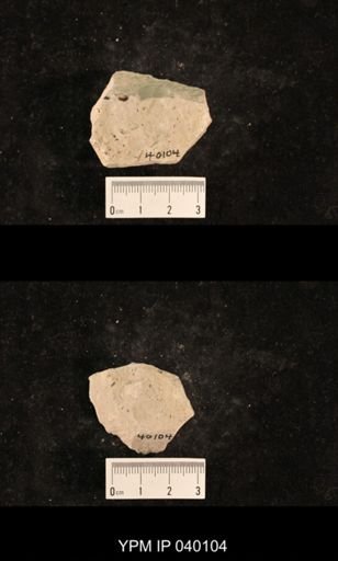 Chelopterum peregrinum