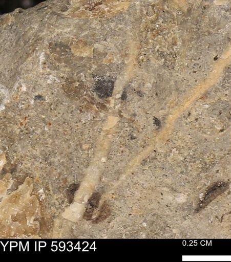 taxon undetermined
