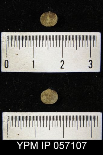 Dalmanella pygmaea