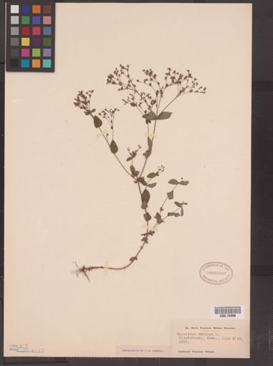 Hypericum mutilum