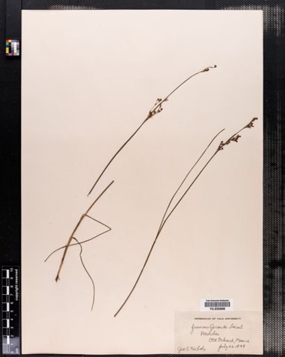 Juncus gerardii