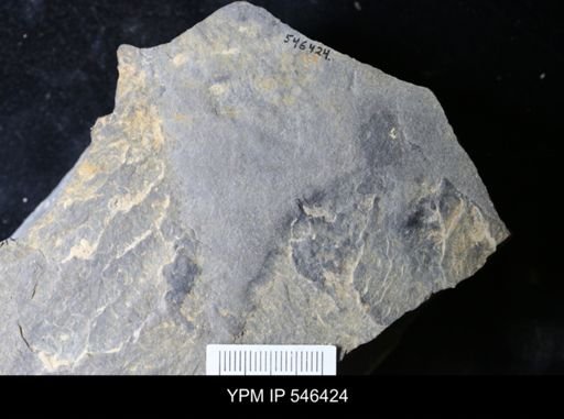 undet. Arthropoda