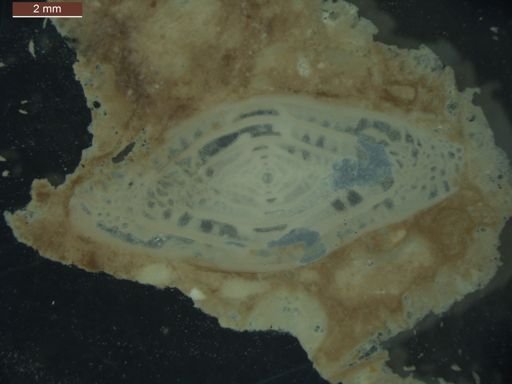Triticites subventricosus