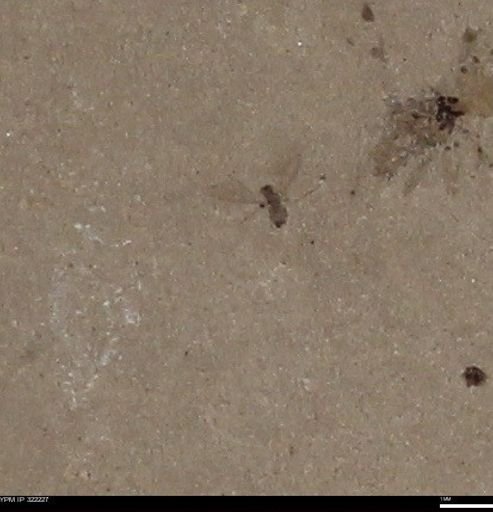 undet. Insecta