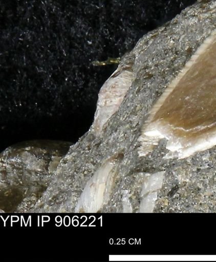 undet. Bivalvia