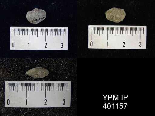Plectorthis sp.