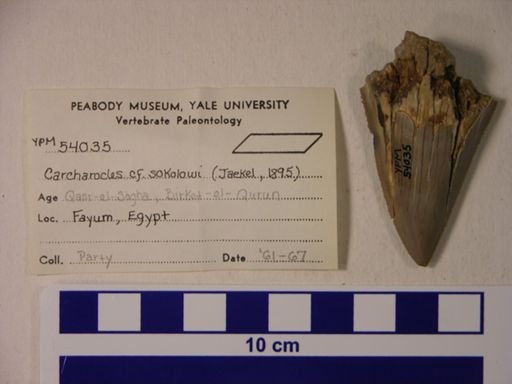 Carcharocles cf. sokolowi
