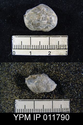 Marginifera sublaevis