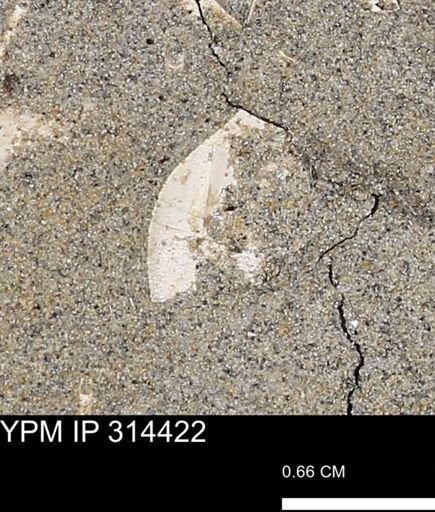 undet. Mollusca