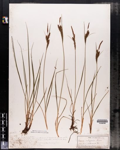 Carex nigra