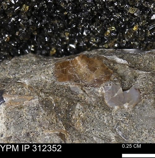 undet. Ammonoidea