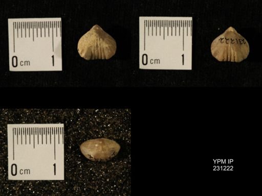 Wellerella osagensis
