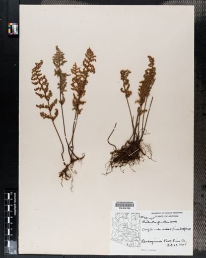 Cheilanthes