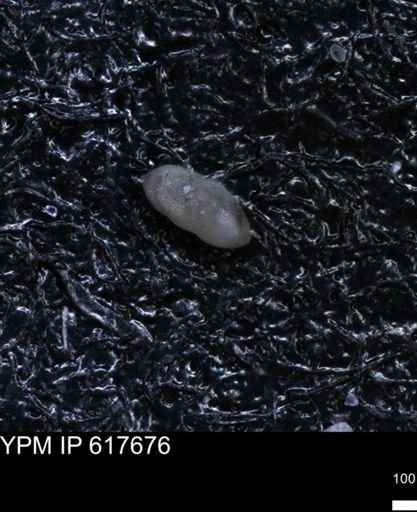 undet. Foraminiferida