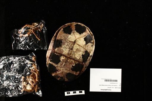 Cuora galbinifrons
