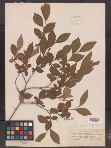 Lyonia ligustrina var. salicifolia