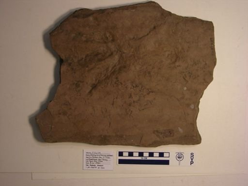 Brachychirotherium eyermani