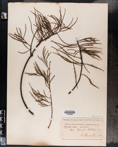 Glyptostrobus