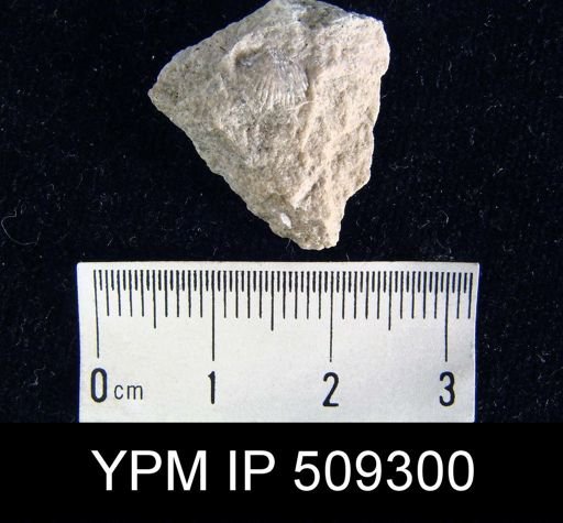 undet. Brachiopoda