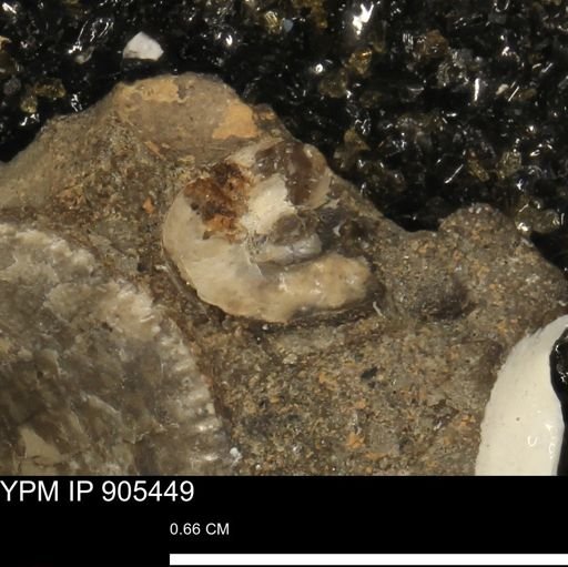 undet. Ammonoidea