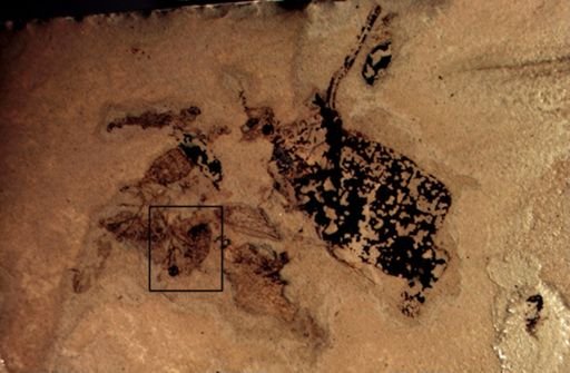 undet. Diptera