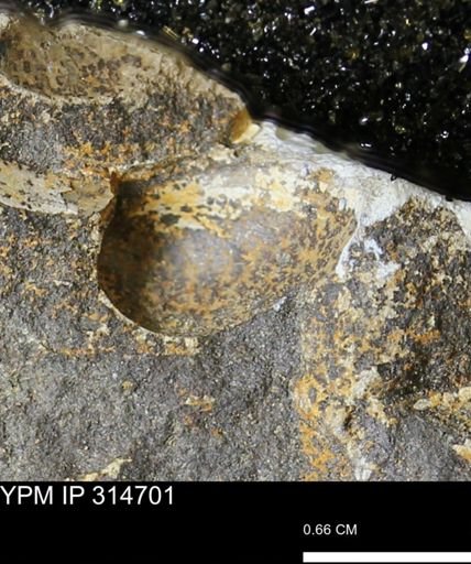 undet. Mollusca