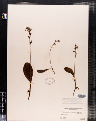 Habenaria