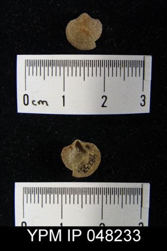 Parmorthis brownsportensis