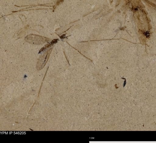 undet. Insecta