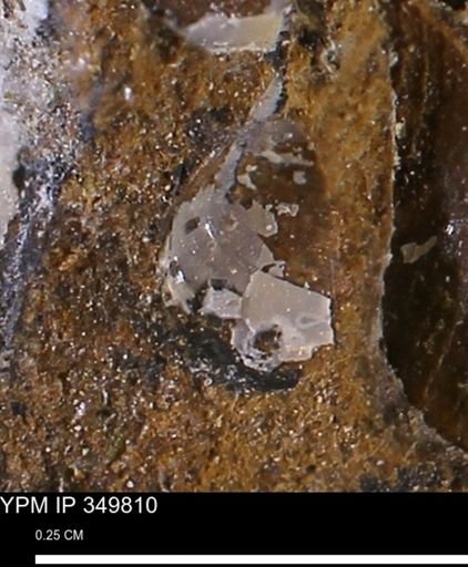 undet. Mollusca