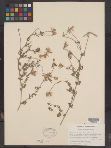 Lotus corniculatus
