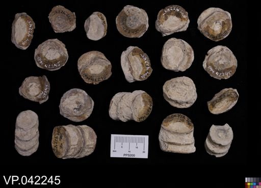 undet. Actinopterygii