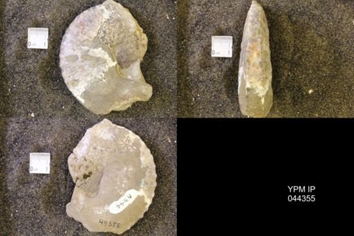 Hoploscaphites comprimus