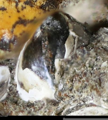 Corbulamella gregaria